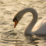 bialystok ptasia grypa